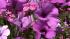 Want your grass and flowers to look its best? See how you can take care of your lawn.