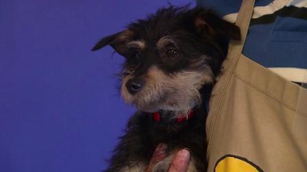 A small dog is seen in this undated file photo.