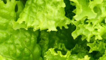 Romaine lettuce is seen in this undated file photo.