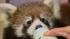 Rare baby red pandas got their moment in the spotlight Thursday at a zoo in Winnipeg, Canada.