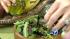 The Cinch plan includes slimming seasonings like...