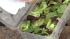Pre-washed lettuce may not hold up to your...