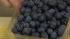In the world of plant chemicals, anthocyanins...
