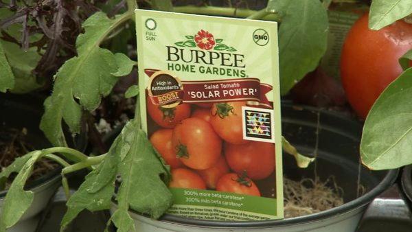 To get more bang out of your gardening buck, you might try new plants by Burpee. Burpee's BOOST vegetables have actually been bred to deliver more antioxidants and vitamins than other nursery plants. 

