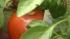 Plants selected for the Burpee line produce...