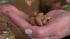 Did you know that walnuts are one of the best...