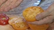 Paul McCullough, co-author of Roma-therapy, holds up a sliced tomato.