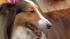 What are some doggy and kitty donts? Veterinarian Melissa Webster warned against giving your cat Tylenol because it might kill it. Any form of ibuprofen, acetaminophen or aspirin can be deadly to dogs and cats.