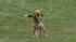 One pet myth is that olive oil makes their coats...