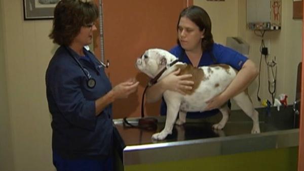 Experts say nothing replaces a visit to the vet, and if you're unsure of a home remedy, call one before trying to treat your pet yourself.

