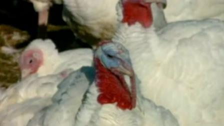 One person has died and dozens of others sickened by a salmonella outbreak linked to eating ground turkey.