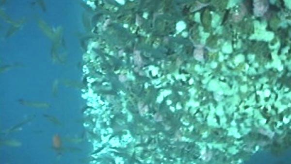 Rigs to Reefs