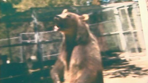 Rocky the bear