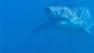 A shark is seen.