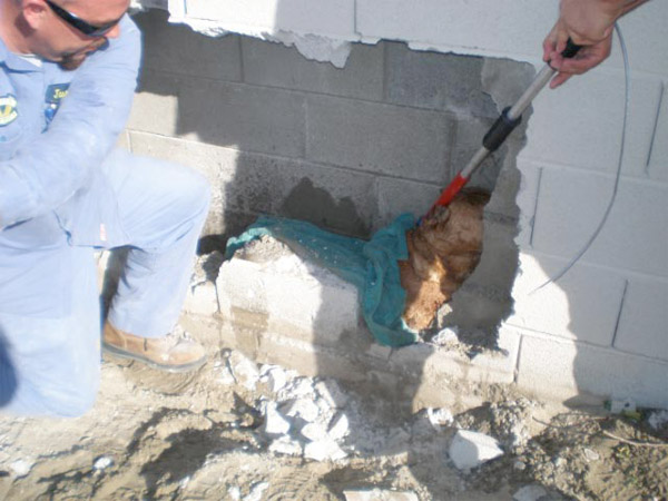 Throughout the ordeal, the dog was responding to...