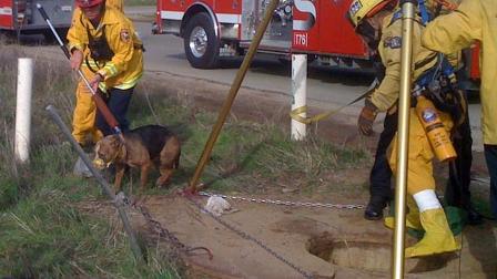 CAL Fire rescues a dog from a man hole in the Inland Empire.