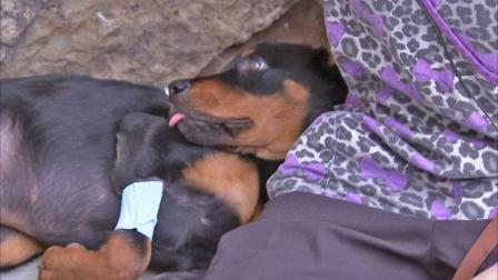 Pongo, a 6-month-old Rottweiler mix, is seen in this undated file photo. The puppy was found wrapped in a trash bag in a dumpster at a Riverside apartment building.