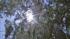 Heat poses dangers to IE residents :: The sun is seen through trees in the Inland Empire in this undated file photo.
