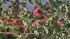 I first visited Rileys Apple Farm six years ago,...
