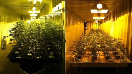 Authorities seized 1,800 marijuana plants and five firearms after serving a search warrant at a building in Adelanto Friday, Dec. 21, 2012.