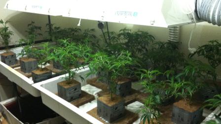 The San Bernardino County Sheriffs Department released this photo of a marijuana growing operation in Pinon Hills.