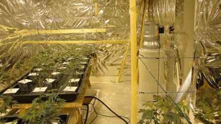 Authorities served a search warrant at a house on Kassel Road in Eastvale and found a marijuana-cultivation operation containing 1,464 marijuana plants on Thursday, March 21, 2013.