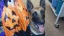 A Fontana police dog, seen here in this undated file photo, was on the mend after falling two stories while trying to corner a suspect Sunday, March 31, 2013.