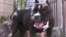 Riverside County is considering proposing a law that would require all pit bulls and all mixes of the breed be sterilized.
