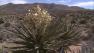 Joshua trees are seen at the Joshua Tree National Park in this April 2013 photo.