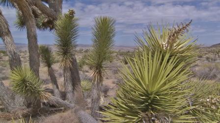 A section of Joshua Tree National Park is shown in this undated file photo.
