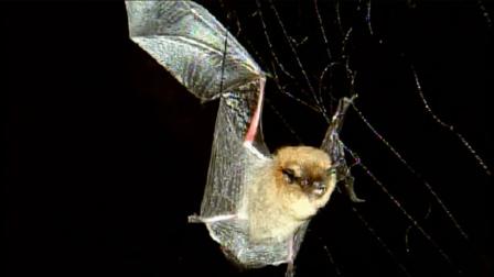 San Bernardino County health officials are trying to track down a man who came in contact with a rabid bat.