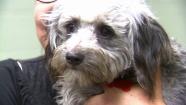Banjo the dog was found tied to railroad tracks, left to die. But the 11-month-old poodle-terrier-mix was rescued and now has a new family.