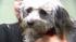 Banjo the dog was found tied to railroad tracks, left to die. But the 11-month-old poodle-terrier-mix was rescued and now has a new family.