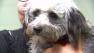 Banjo the dog was found tied to railroad tracks, left to die. But the 11-month-old poodle-terrier-mix was rescued and now has a new family.