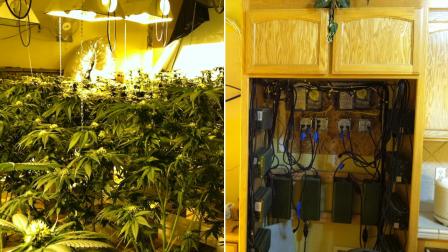 An extensive marijuana growing operation, including plants and electrical system, was found in a home on the 9100 block of Daisy Road in Oak Hills on Thursday, May 16, 2013.