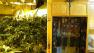 An extensive marijuana growing operation, including plants and electrical system, was found in a home on the 9100 block of Daisy Road in Oak Hills on Thursday, May 16, 2013.