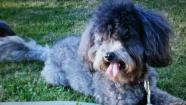 Bodie, seen in this photo from Facebook, went missing from a Norco grooming shop.
