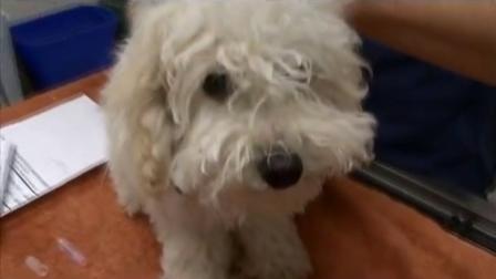 Sheri, a Poodle mix, was left unattended inside a vehicle in Riverside on Thursday, June 27, 2013.