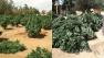 Investigators seized 188 marijuana plants, seen in the above photos, during a bust in Apple Valley on Sunday, Sept. 8, 2013.