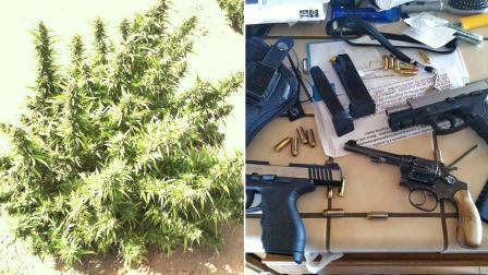 A large marijuana growing operation and weapons were found at a property in Hesperia on Tuesday, Sept. 10, 2013.