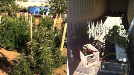 San Bernardino County Sheriffs personnel served a search warrant at 3055 Sage Avenue at 5 p.m. Wednesday, Sept. 11, 2013, and seized an illegal marijuana growing operation.
