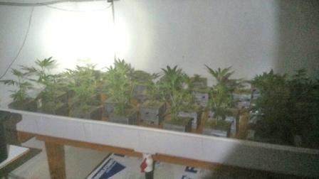 Covina Police found 80 marijuana plants inside a sign-making business on Cummings Road in Covina Tuesday, Dec. 10, 2013.