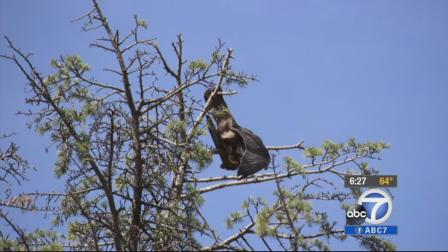 Rescue volunteers rescued a young falcon that was trapped at the top of a 70-foot tree in Hemet Friday, Jan. 3, 2013.