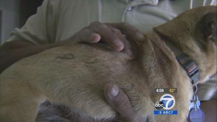 Robert Carter holds his pet, Saintly, one of five dogs that were brutally stabbed in Riverside.