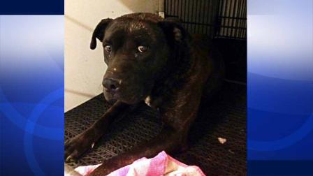 A 68-year-old grandmother was injured after she was attacked by her son-in-laws pit bull in Perris Friday, Feb. 14, 2014.