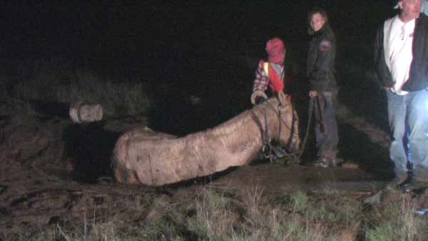 Mack, the horse, was mired in mud near Lake Mathews as he and his rider were attempting to cross a field that was flooded by the recent rain storms.