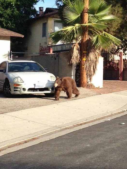 A bear walks in front of a home near La Crescenta in this photo provided by the Los Angeles County Sheriff's Department on Sunday, Sept. 9, 2012.