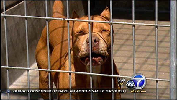 New rule for L.A. pets
