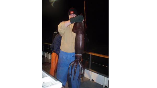 Fishermen caught many of the hundreds of Humboldt squid that swarmed along the Orange County coast.