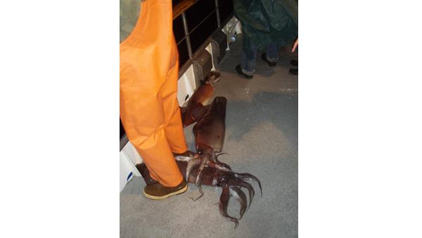 Fishermen caught many of the hundreds of Humboldt squid that swarmed along the Orange County coast.